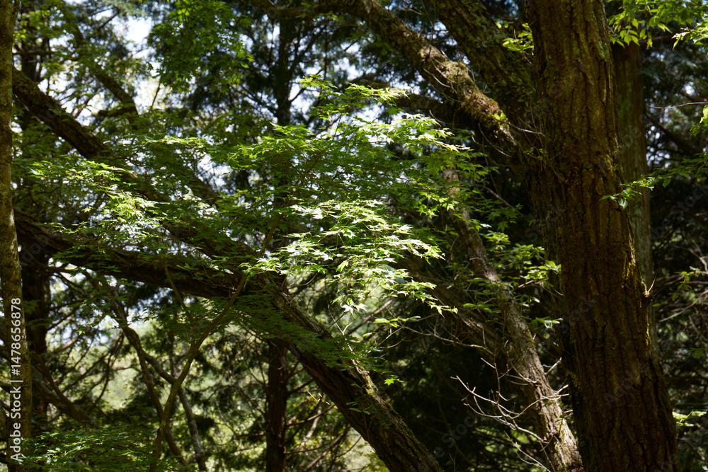 Fototapeta premium 爽やかな新緑_葉っぱのイメージ