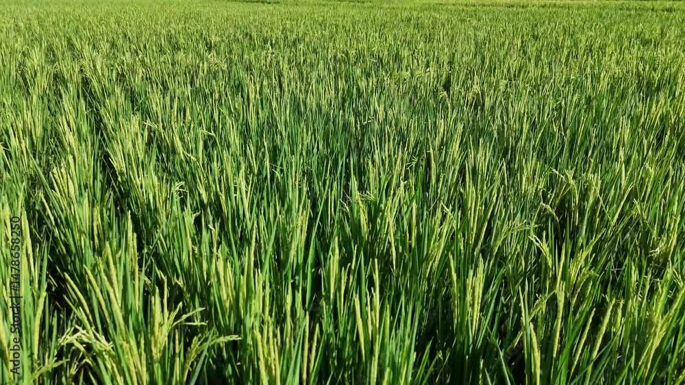 Lush Green Rice Field Under the Summer Sun Lush Green Rice Field Under the Summer Sun