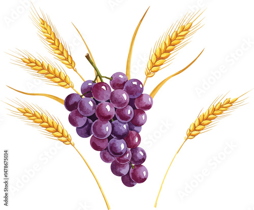 Watercolor Grapes and Wheat Stalks Illustration