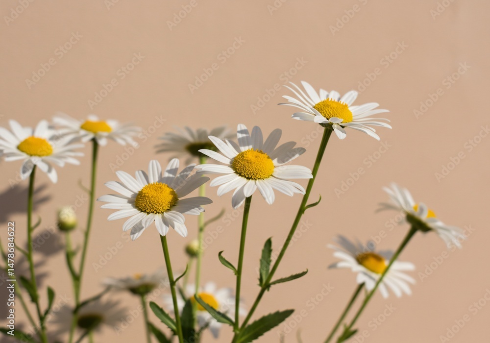 Fototapeta premium 爽やか白花 優しく揺れる 夏の日差し