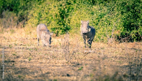 African warthogs