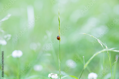 Spring Poetry - A Softly Blurred Background and a Single-Minded Seven-Spot Ladybug (Coccinella septempunctata)