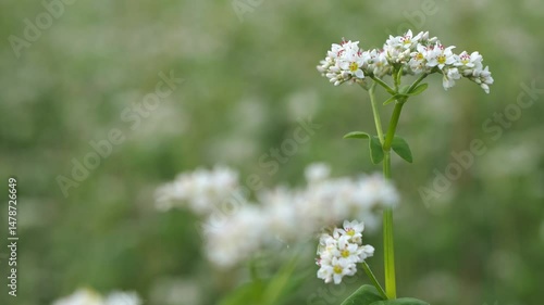 そばの花のクローズアップ 5倍スローモーション