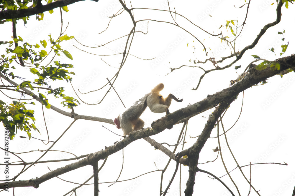 Uakari Uakari
