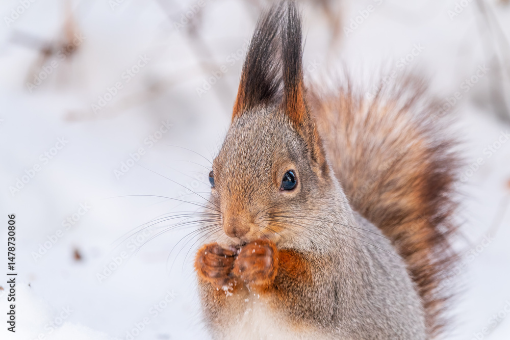 Obraz premium Portrait of a squirrel in winter on white snow background