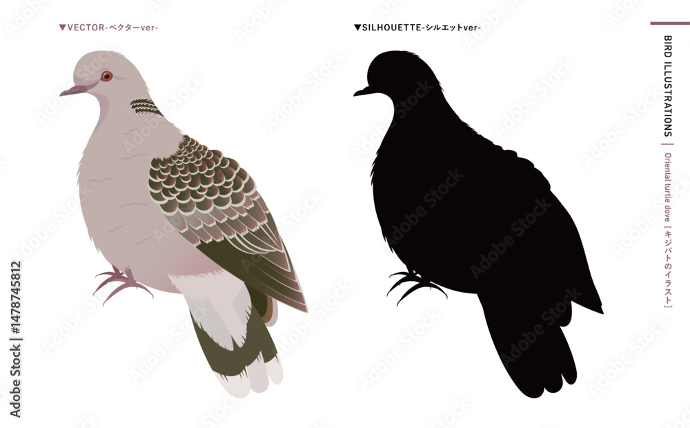 鳩やキジバトなどの野鳥シルエットとリアルなカラーベクターイラスト:ハトのエサやり禁止・注意などにも使える