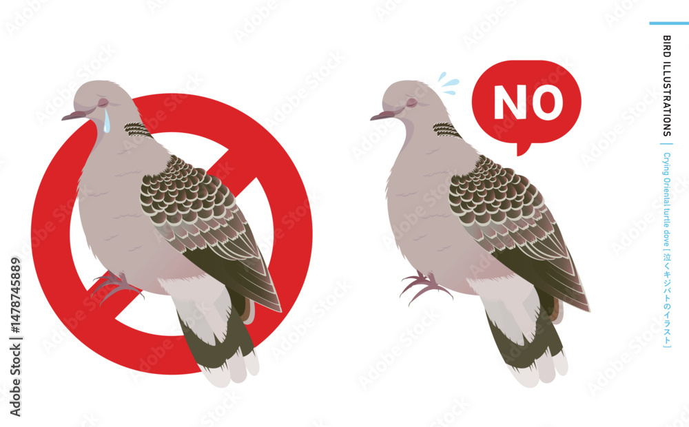 泣く鳩・キジバトの野鳥のリアルなカラーベクターイラスト:noと言うハトのエサやり禁止・注意・警告などに使える素材