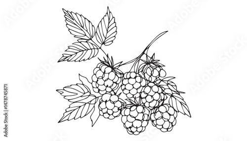 Continuous one single minimal line drawing grape fruit