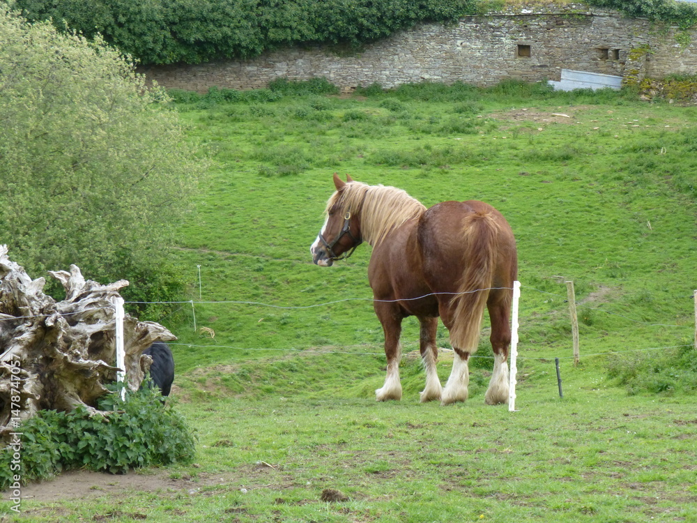 Obraz premium Breton draught horse seen from behind in a meadow - Cheval de trait breton vue de dos dans un pré
