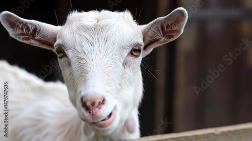 Eid al adha goat footage in traditional wooden pens