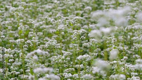 そばの花のクローズアップ 5倍スローモーション