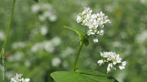 そばの花のクローズアップ 5倍スローモーション