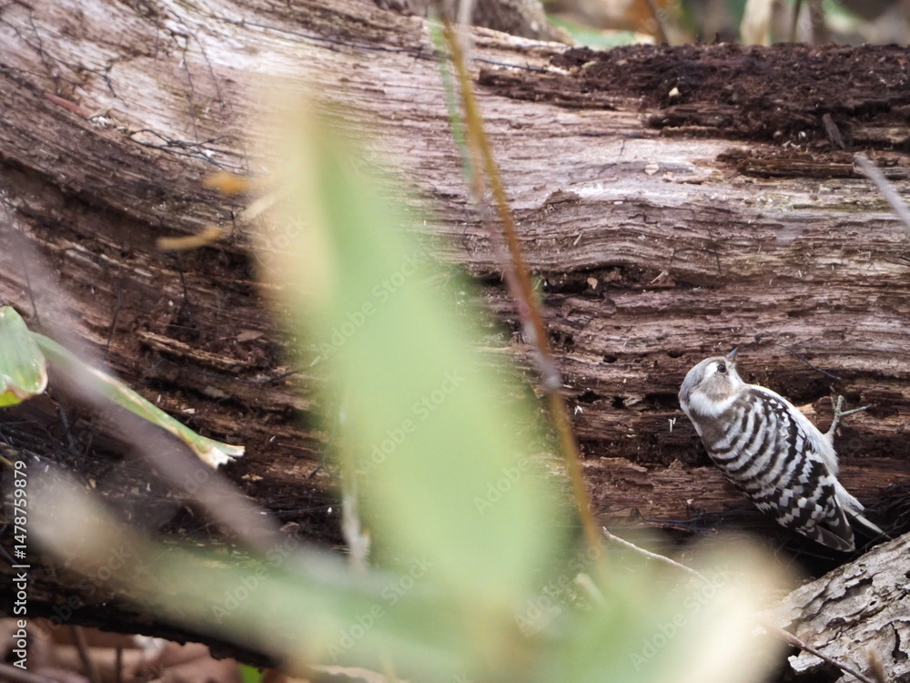 Obraz premium 食べ物を探すコゲラ