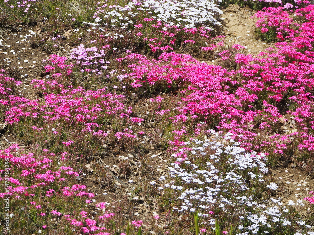 Obraz premium 満開の芝桜