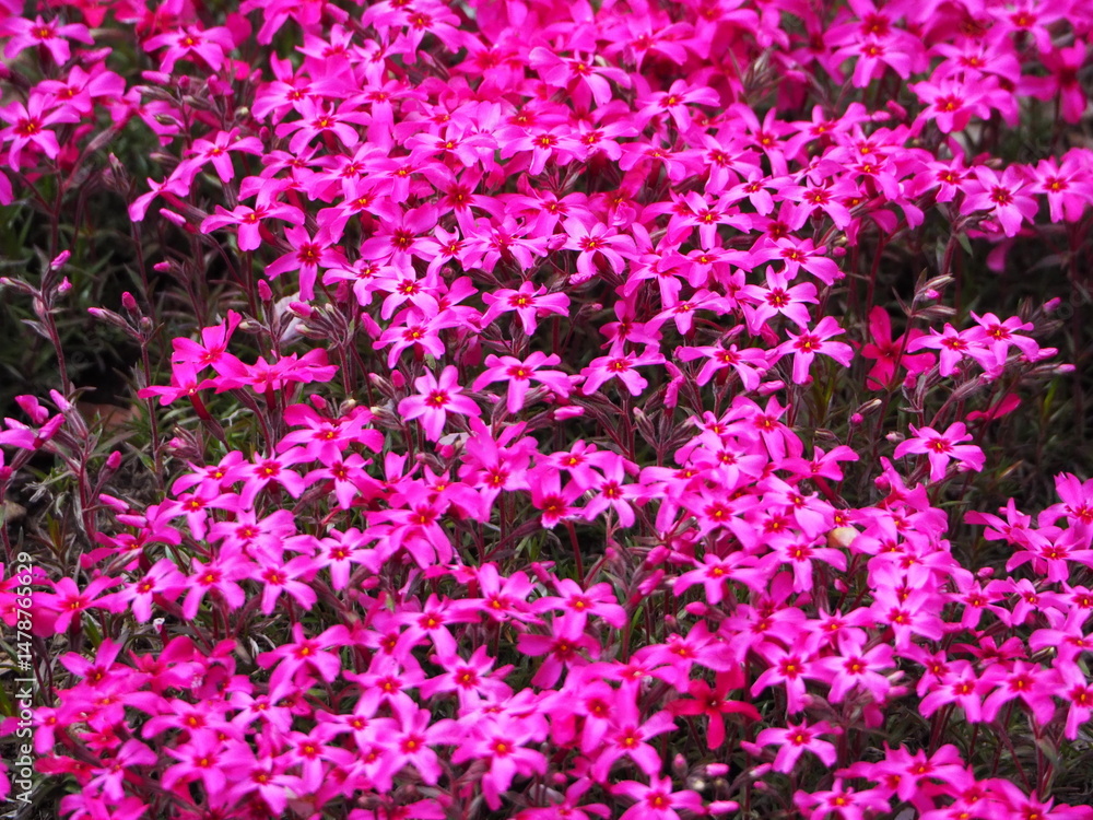満開の芝桜 満開の芝桜