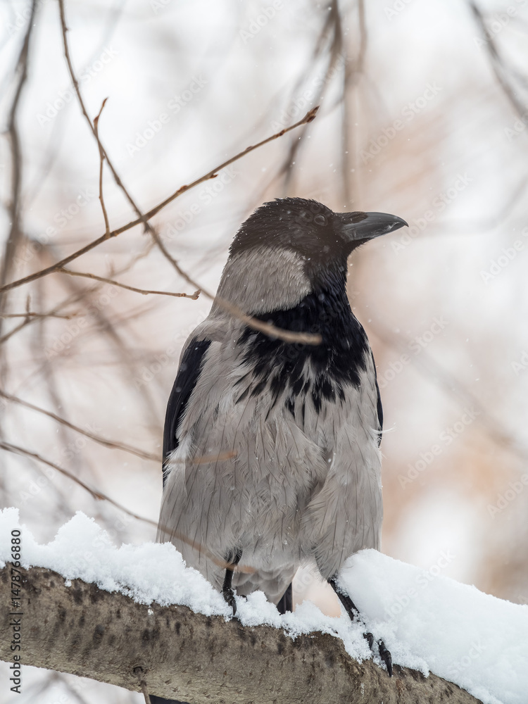 Fototapeta premium A hooded crow sitting on a tree