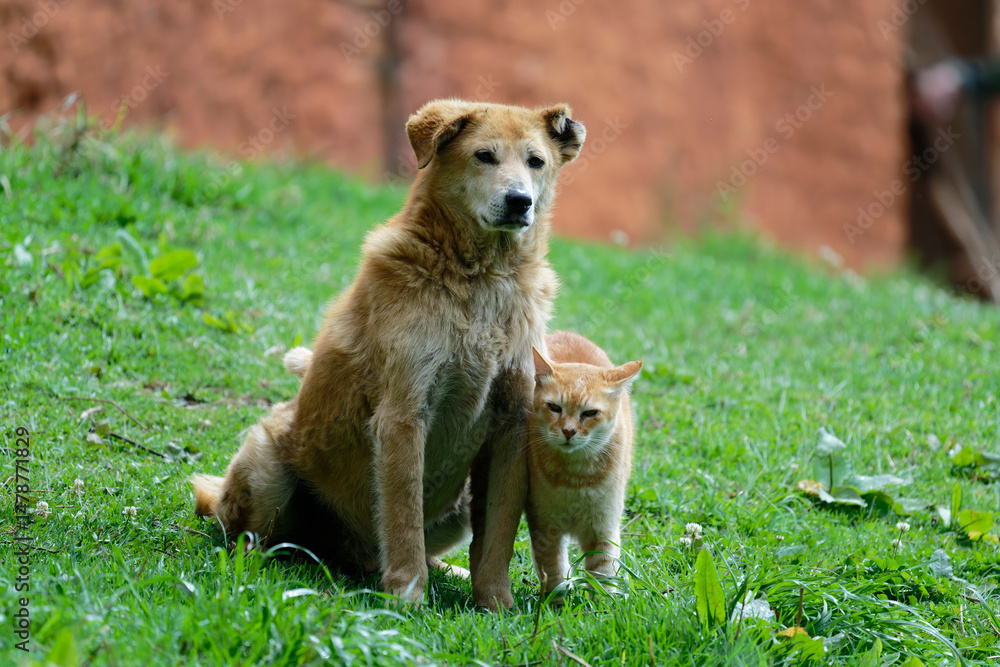 dog and cat on the grass dog and cat on the grass