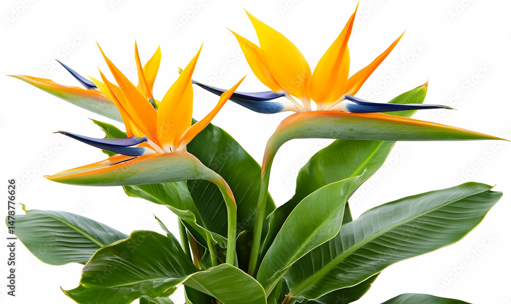Obraz premium Vibrant Bird of Paradise flowers in full bloom, showcasing their striking orange and blue hues against a crisp white background. Ideal for adding a tropical touch to designs.