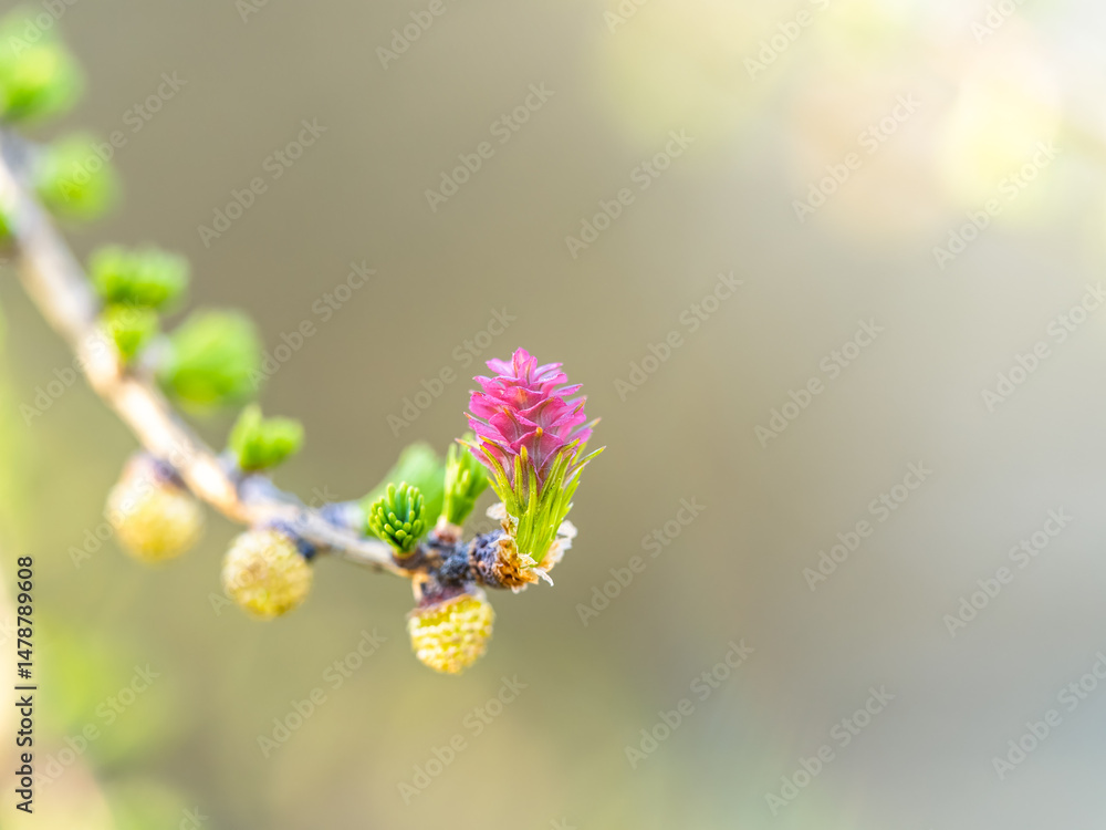 Larch tree fresh pink cones blossom at spring on nature background