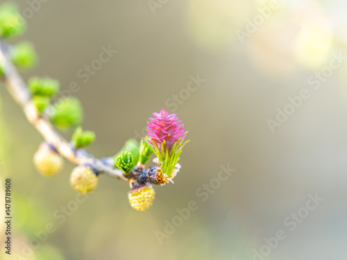 Obraz na płótnie Larch tree fresh pink cones blossom at spring on nature background w salonie