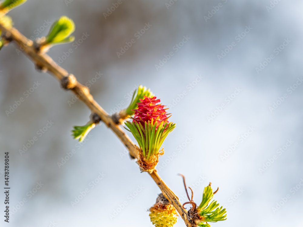 Larch tree fresh pink cones blossom at spring on nature background
