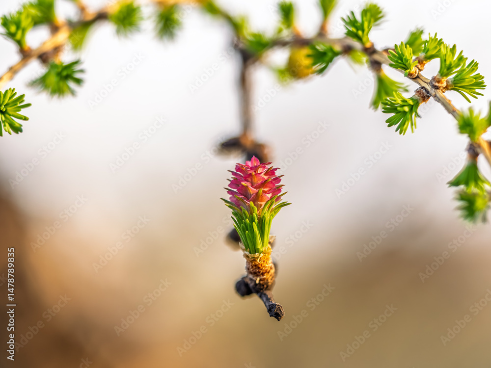 Larch tree fresh pink cones blossom at spring on nature background