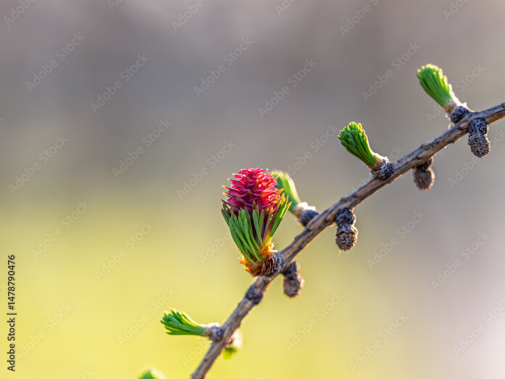 Larch tree fresh pink cones blossom at spring on nature background