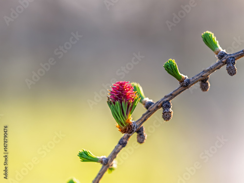 Obraz na płótnie Larch tree fresh pink cones blossom at spring on nature background w salonie