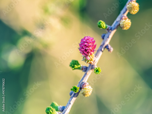Obraz na płótnie Larch tree fresh pink cones blossom at spring on nature background w salonie