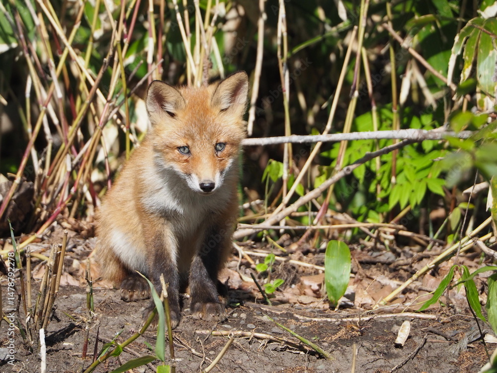 Fototapeta premium 無邪気な子ぎつね