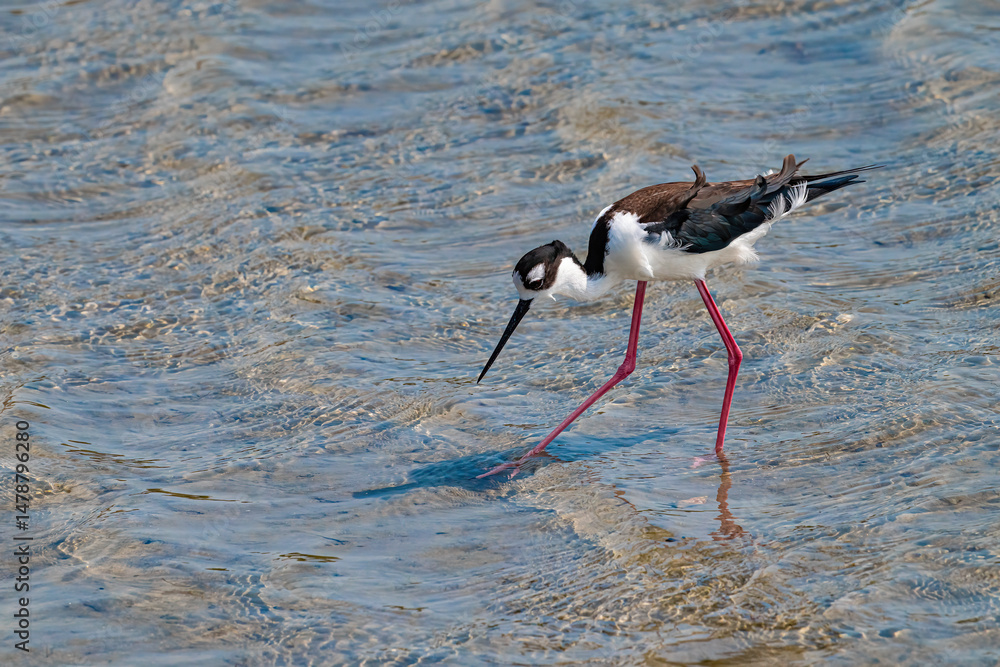 Fototapeta premium Black-necked stilt