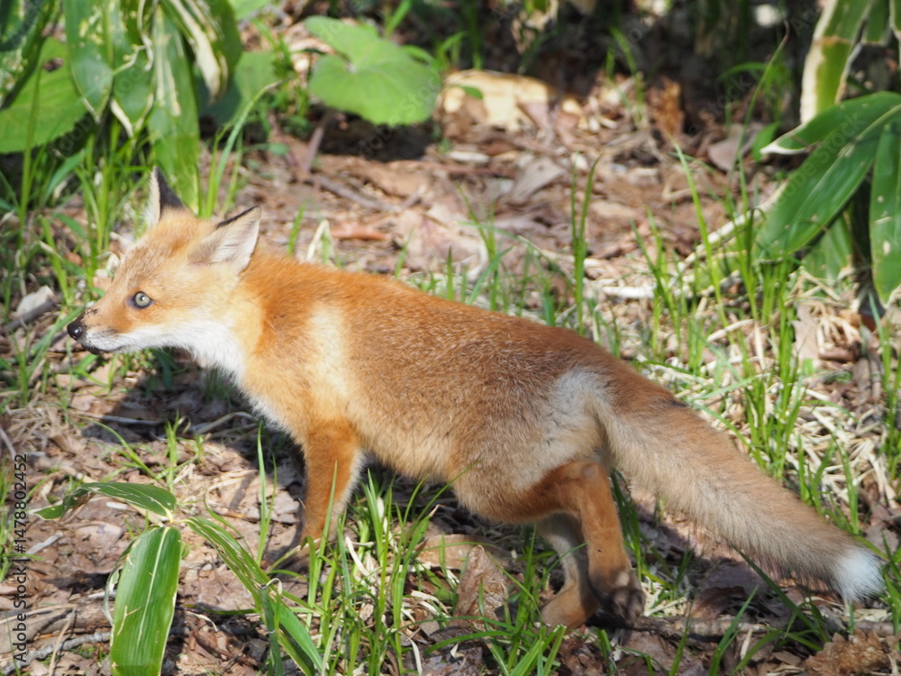 鼻先が泥まみれの仔狐 鼻先が泥まみれの仔狐