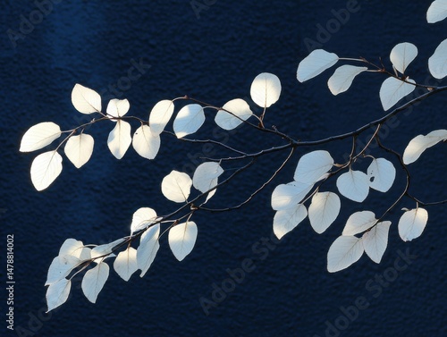 Backlit leaves on a branch against a dark blue background in autumn season nature photography close up