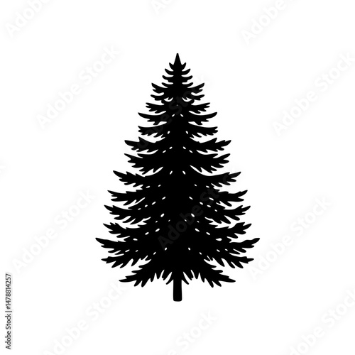 balsam fir .svg