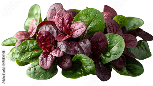 Red spinach leaves fanned out in high contrast red-green bundle, floating PNG