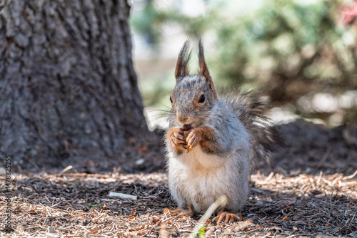 Squirrel in autumn or spring with nut on the green grass with fallen yellow leaves