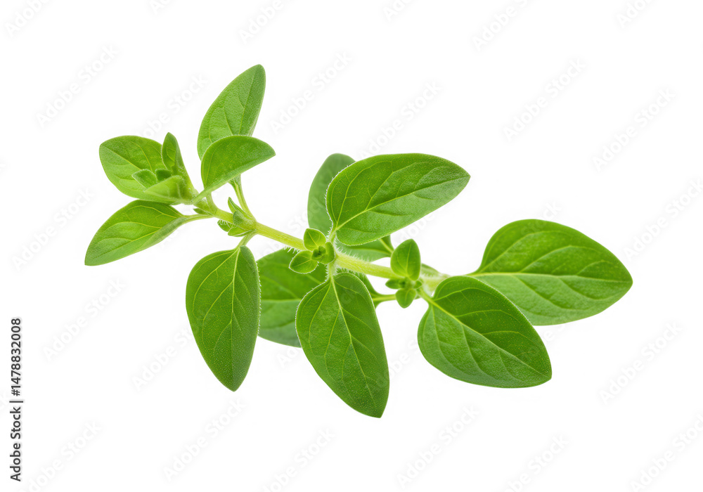 Fresh oregano herb plant sprig culinary isolated on transparent background Fresh oregano herb plant sprig culinary isolated on transparent background