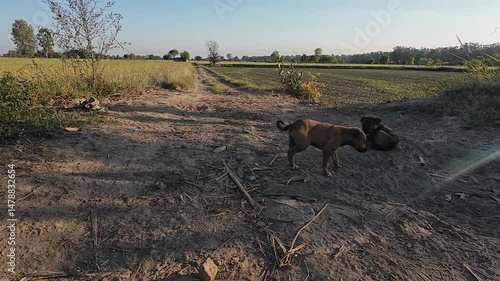 Cute Stray Puppies Exploring a Rural Field side Area in Natural Morning Light