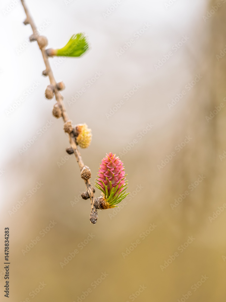 Larch tree fresh pink cones blossom at spring on nature background