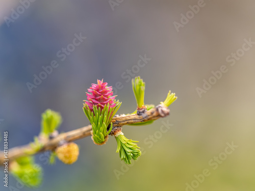 Obraz na płótnie Larch tree fresh pink cones blossom at spring on nature background w salonie