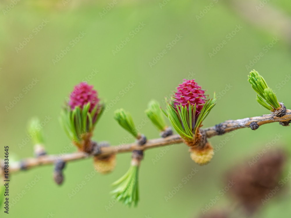 Larch tree fresh pink cones blossom at spring on nature background