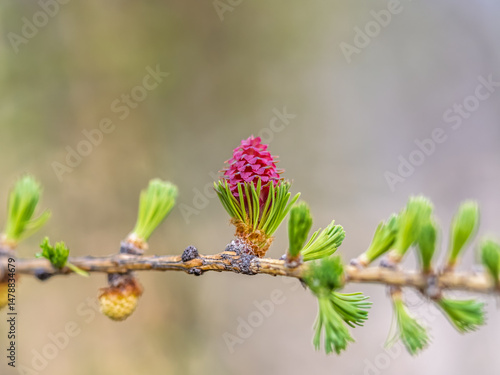 Obraz na płótnie Larch tree fresh pink cones blossom at spring on nature background w salonie