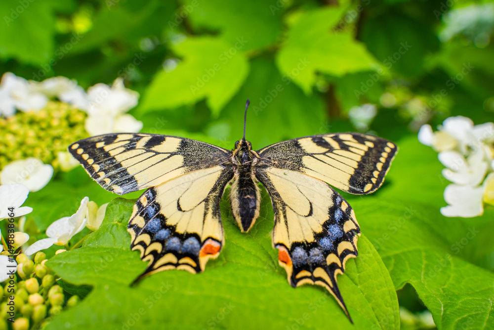 Naklejka premium Close-up of a beautiful swallowtail butterfly (Papilio machaon) resting on vibrant green leaves among white flowers in a natural garden setting. Detailed wings and vivid summer colors