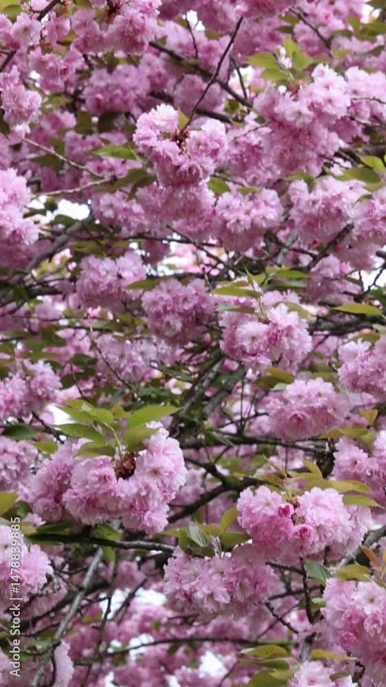 slow motion beautiful cherry blossom flowers blooming on trees swaying in breeze footage (moving close up branch pink white flower) sign of spring at botanic garden beauty nyc japanese tree slowmo slow motion beautiful cherry blossom flowers blooming on trees swaying in breeze footage (moving close up branch pink white flower) sign of spring at botanic garden beauty nyc japanese tree slowmo