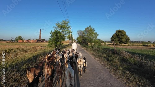 Goatherd Walking with Goats on Rural Village Road in Agricultural Landscape at Sunrise