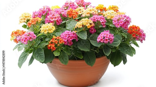 Wallpaper Mural Lantana with colorful clusters in a pot Torontodigital.ca
