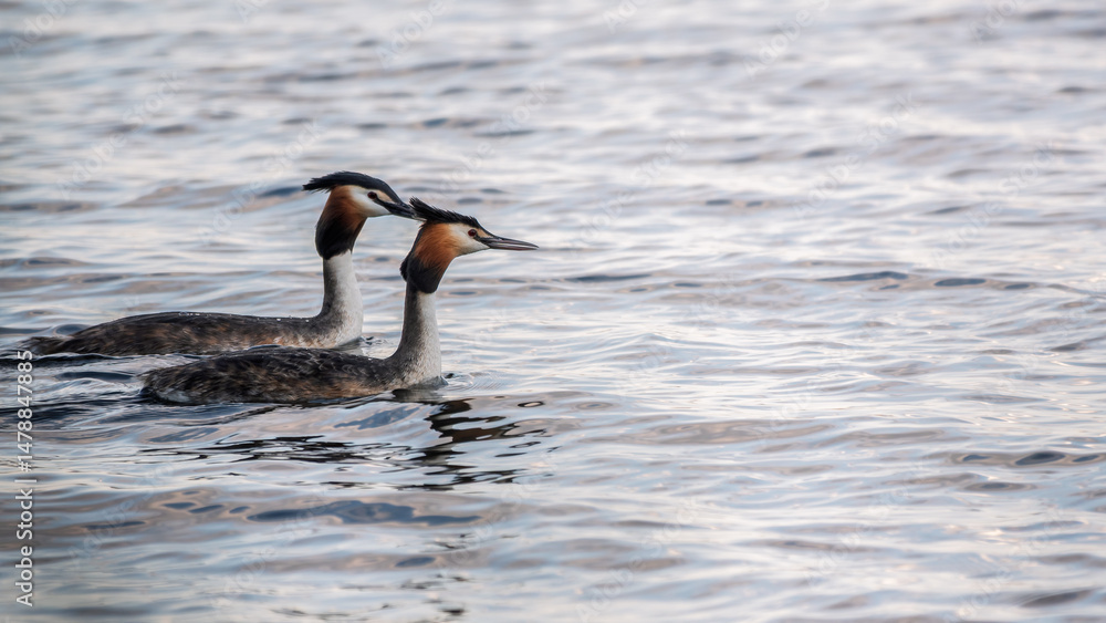 Two Great Crested Grebes swim in the lake