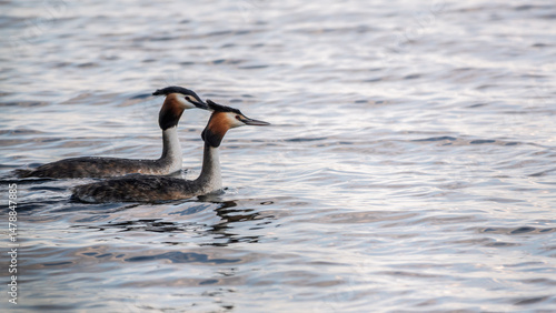 Obraz na płótnie Two Great Crested Grebes swim in the lake w salonie