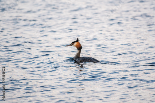 The waterfowl bird Great Crested Grebe swimming in the calm lake