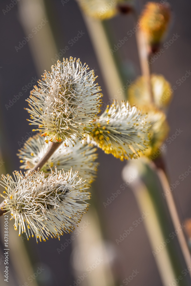 Nature awakes in spring. Blooming willow twigs and furry willow-catkins, so called seals or cats. Holly willow, Salix caprea